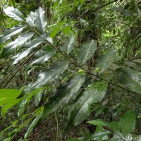 Gomphandra tetrandra (Wall.) Sleumer